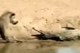 Video: Heo rừng suýt bỏ mạng vì “trêu ngươi” cá sấu 