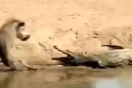 Video: Heo rừng suýt bỏ mạng vì “trêu ngươi” cá sấu 