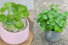 Những cây cảnh trồng trong nhà mang lại tài lộc tốt nhất