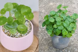 Những cây cảnh trồng trong nhà mang lại tài lộc tốt nhất