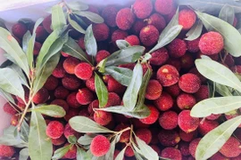 Thanh mai Trung Quốc lại dội chợ, giá cao vẫn cháy hàng