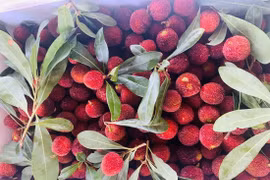 Thanh mai Trung Quốc lại dội chợ, giá cao vẫn cháy hàng