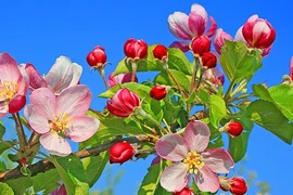 Sinh ngày Âm lịch này nỗ lực hết mình, sự nghiệp sớm thành công