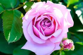 Những người thuộc 5 ngày sinh dưới đây, sinh ra đã có phúc