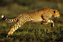 Bí quyết giúp báo gê-pa trở thành loài chạy nhanh nhất thế giới