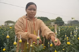 Làng hoa Đông Cương lớn nhất Thanh Hóa chuẩn bị chong đèn 