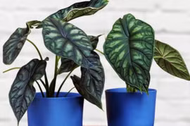 Trồng cây này trong nhà thu hút giàu có may mắn