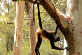 Tại sao động vật lại có đuôi? 