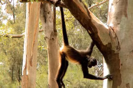 Tại sao động vật lại có đuôi? 