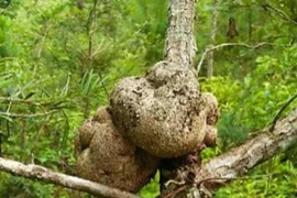 Ngọn cây được ví như “thần dược” ở Việt Nam, đại gia săn lùng 