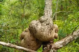 Ngọn cây được ví như “thần dược” ở Việt Nam, đại gia săn lùng 