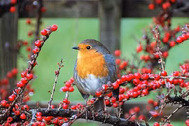 Sinh vào 4 ngày Âm nào phúc lộc dồi dào, "ngậm thìa vàng" từ bé? 