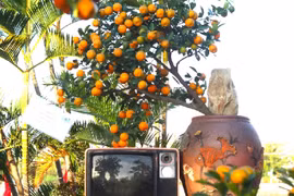 Làng quất cảnh Cẩm Hà được công nhận làng nghề truyền thống