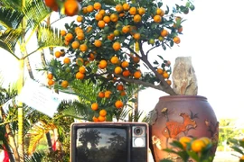 Làng quất cảnh Cẩm Hà được công nhận làng nghề truyền thống