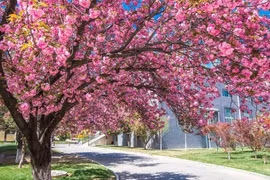 Trước cửa 6 trồng, 4 tránh, trăm năm phú quý, xui xẻo tránh xa