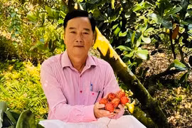 Chôm chôm Java tăng giá, cả làng này ở Vĩnh Long ai cũng mừng 