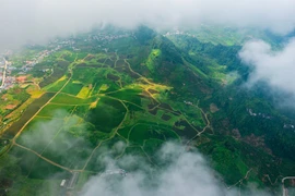 Mùa hái chè ở Mộc Châu, du khách săn hoàng hôn đẹp "tê lòng"