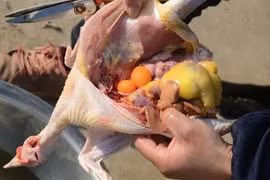 Mổ gà thấy trong bụng có một cục mỡ, nên ăn hay vứt?