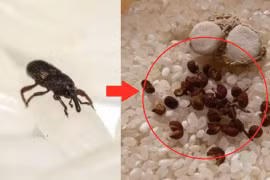 Nếu gạo thu hút côn trùng, cứ thả "thứ này", bọ gạo chạy sạch