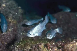 Loài cá đặc biệt chỉ còn 38 con, sống ở Hố Quỷ 