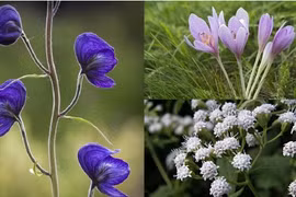 Những loài hoa đẹp nhưng độc tố cao: 1 loại phổ biến tại VN