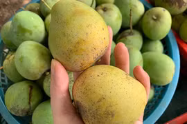 Dân Hà thành mê mẩn đặc sản Sơn La giá rẻ