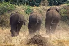 Video: Bầy voi phá nát vườn chuối hơn 300 cây, chừa lại một cây