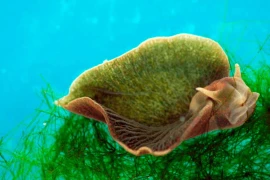 Loài động vật duy nhất có thể quang hợp, ăn ánh sáng mặt trời