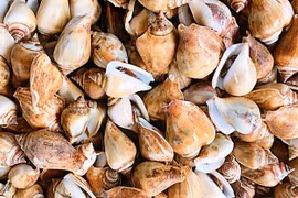 Loại hải sản ở Việt Nam có tên rất lạ, đi kiếm tiền triệu/ngày