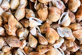 Loại hải sản ở Việt Nam có tên rất lạ, đi kiếm tiền triệu/ngày