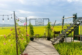 Quán cà phê giữa đồng hút bạn trẻ check-in giữa mùa lúa chín