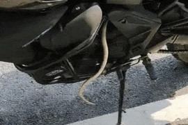 Rắn bò vào môtô, thả đuôi ngọ nguậy ngay động cơ xe