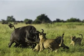 Trâu rừng tấn công sư tử, giải cứu đồng loại 