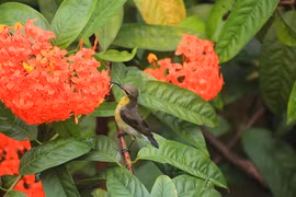 Năm 2022, 4 con giáp trải qua mùa hè sung túc nhất