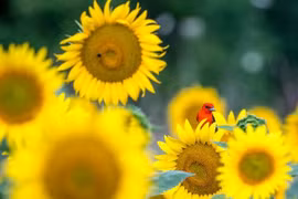 Năm 2023, 4 con giáp gặp nhiều chuyện vui, đào hoa phơi phới