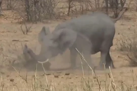 Video: Xem voi rừng nhấc bổng, quăng quật trâu rừng đến chết 