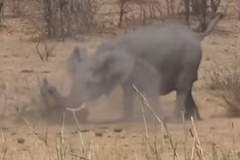 Video: Xem voi rừng nhấc bổng, quăng quật trâu rừng đến chết 