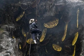 Leo vách đá săn của báu, sẩy chân là "tan xương nát thịt"