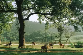 Thảo nguyên mới nổi cách Hà Nội 120km hút khách cắm trại, tránh nóng 