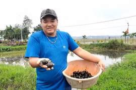 Chàng trai Quảng Trị “giấu” hàng trăm triệu đồng dưới ao đất