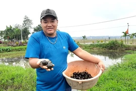 Chàng trai Quảng Trị “giấu” hàng trăm triệu đồng dưới ao đất