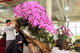 Lan hồ điệp Đà Lạt kết gỗ lũa bán ở Nghệ An