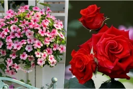 4 loại hoa chuyên trồng ban công, phát triển tốt, hoa nở quanh năm