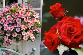 4 loại hoa chuyên trồng ban công, phát triển tốt, hoa nở quanh năm