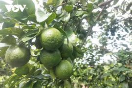 Giá chanh tăng gấp đôi, nhiều nhà vườn trúng đậm