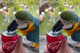 Vẹt đuôi dài thông minh trổ tài mở lon nước ngọt giúp chủ nhân