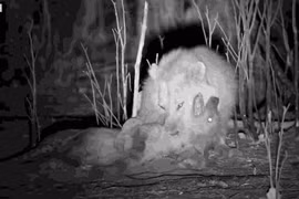 Video: Linh cẩu bỏ mạng khi cướp mồi của "lãnh chúa vùng đồng cỏ’"