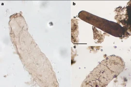 Úc: Phát hiện chấn động từ cơ thể sinh vật 1,75 tỉ tuổi