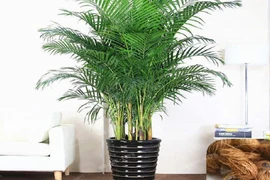 Những loại cây này trồng trong phòng ngủ dễ bảo quản lại đẹp mắt