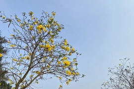 Hoa phong linh nở bung vàng rực góc trời Hà Nội